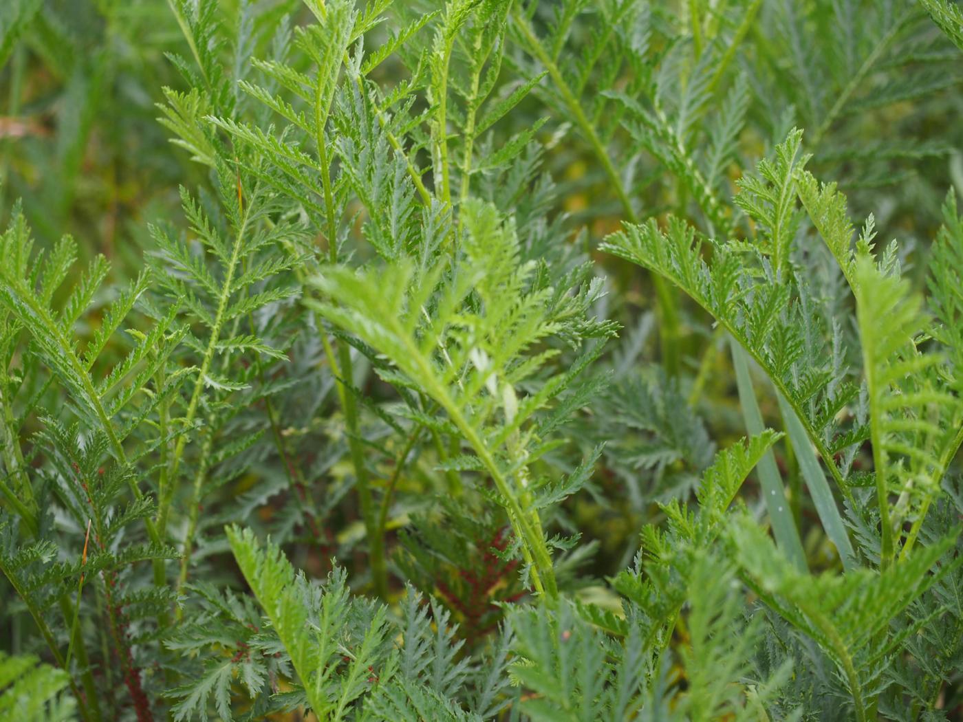 Tansy leaf